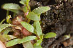 Shortseed waterwort